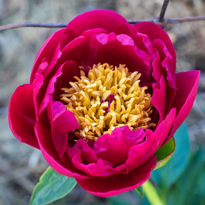 Kiinanpioni Nippon Beauty (Kukinta)