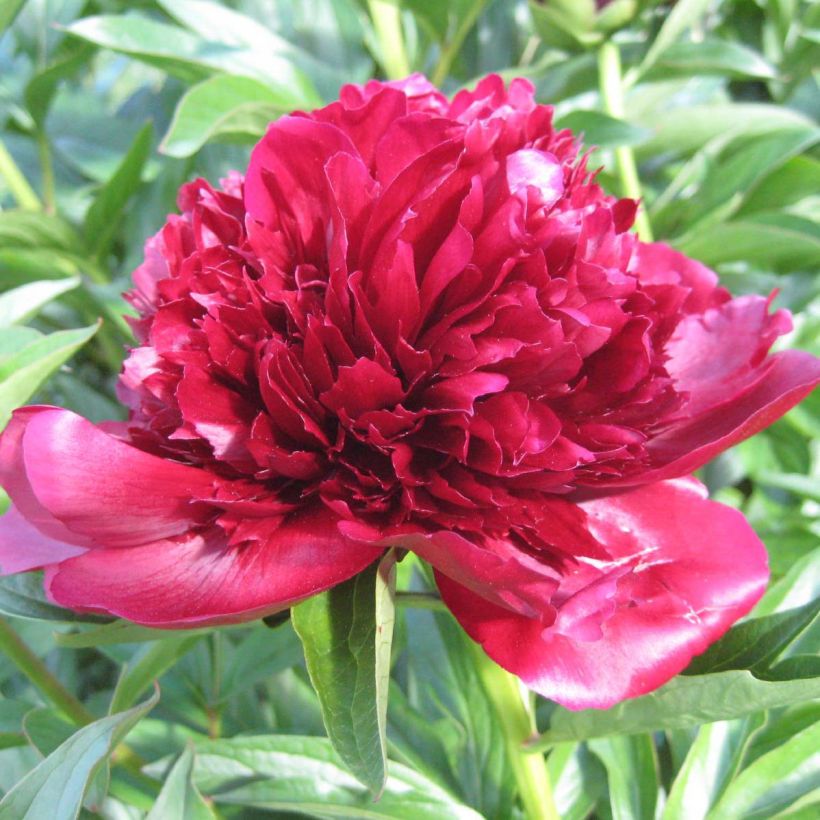 Kiinanpioni Red Charm (Kukinta)