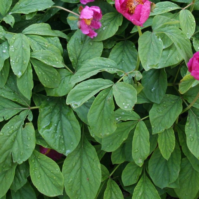 Munkinpioni - Paeonia mascula (Lehvistö)