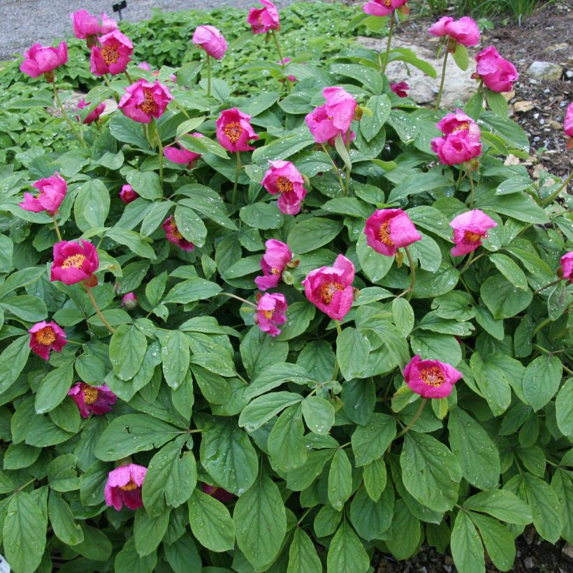 Munkinpioni - Paeonia mascula (Kasvutapa)