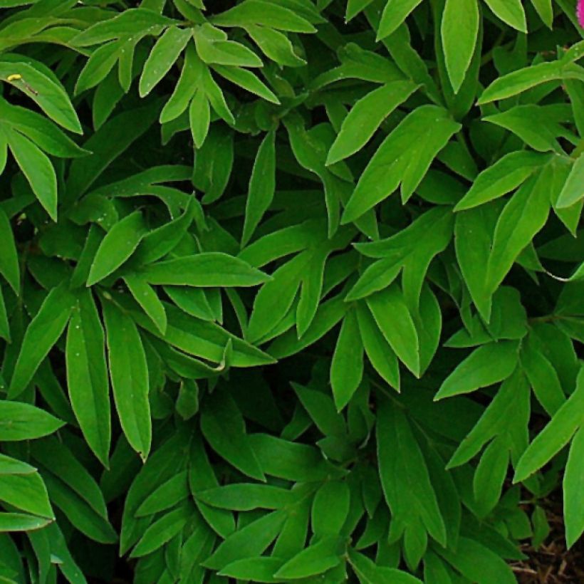 Tarhapioni Mollis (Lehvistö)