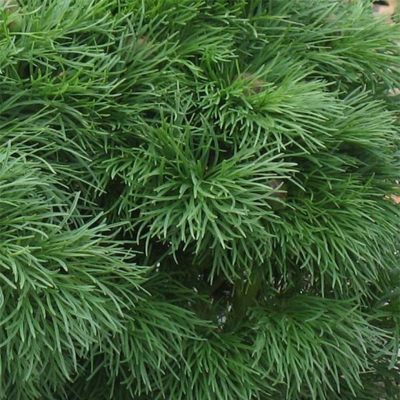 Tillipioni Plena (Lehvistö)
