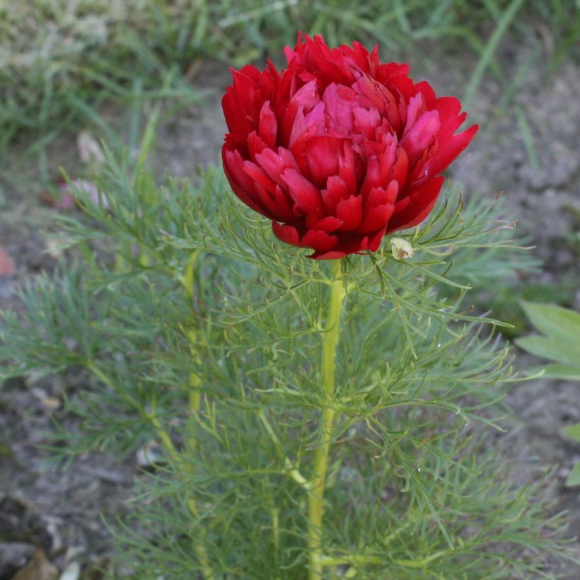 Tillipioni Plena (Kukinta)