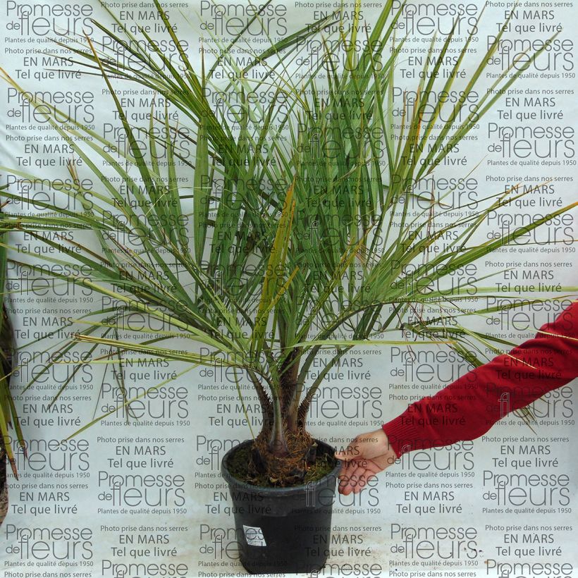 Esimerkki toimitetusta Sinibutiapalmu - Butia capitata Pot de 7,5L/10L-taimesta