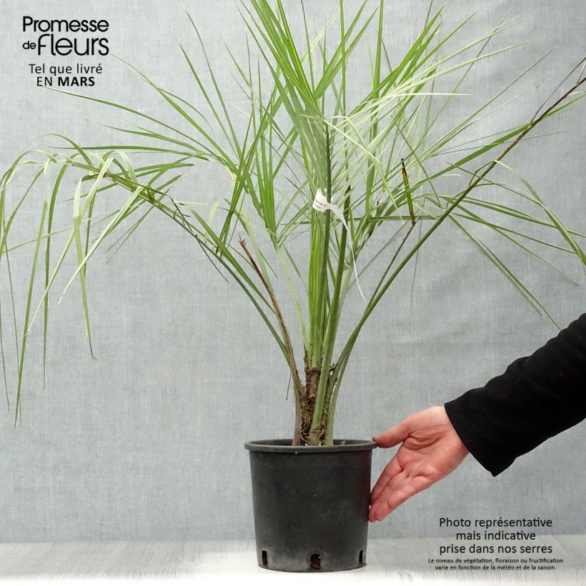 Esimerkki keväällä toimitetusta Sinibutiapalmu - Butia capitata Pot de 2L/3L-taimesta