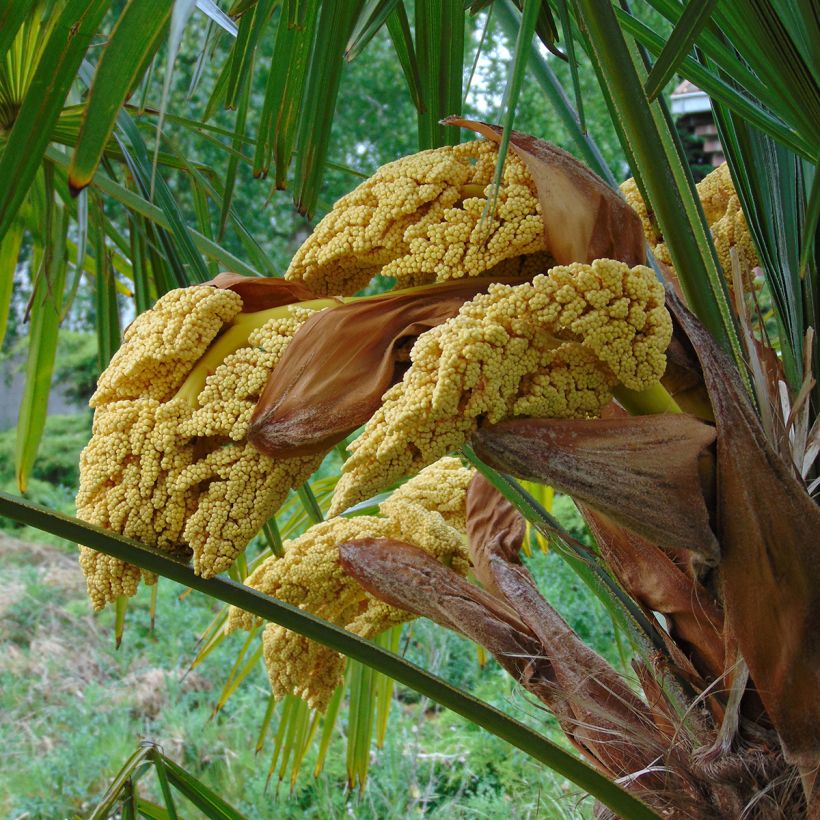 Kuitupalmu - Trachycarpus fortunei (Flowering)