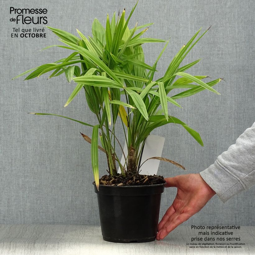 Esimerkki syksyllä toimitetusta Kuitupalmu - Trachycarpus fortunei 2 litran/3 litran ruukku-taimesta