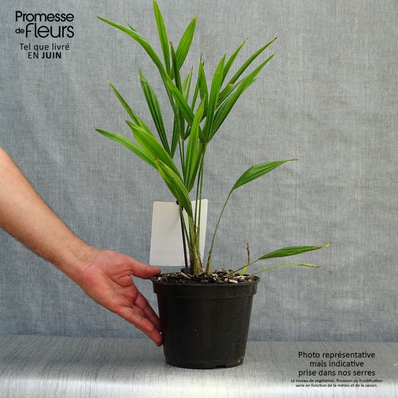 Esimerkki kesällä toimitetusta Kuitupalmu - Trachycarpus fortunei Ruukku 2L / 3L-taimesta