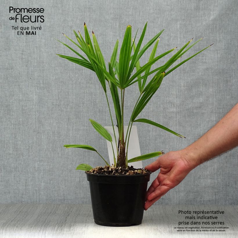 Example of Kuitupalmu - Trachycarpus fortunei Pot de 2L/3L as you get in printemps