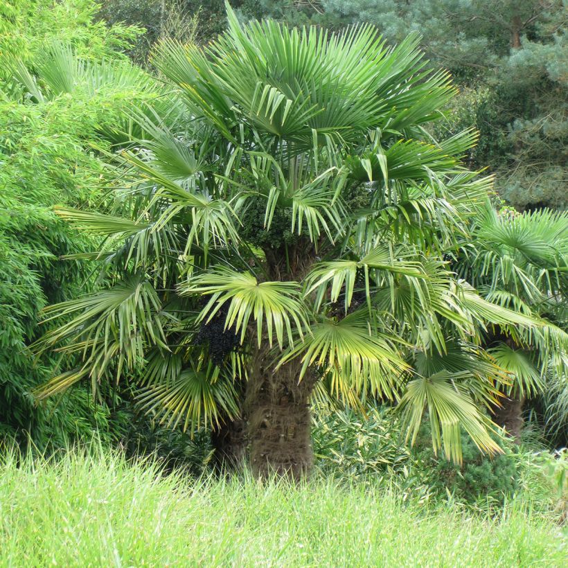 Kuitupalmu - Trachycarpus fortunei (Plant habit)