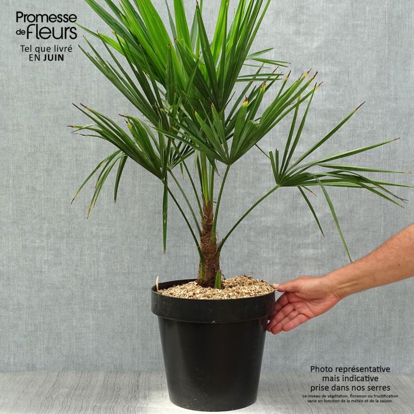 Example of Kuitupalmu - Trachycarpus fortunei Pot de 7,5L/10L as you get in printemps