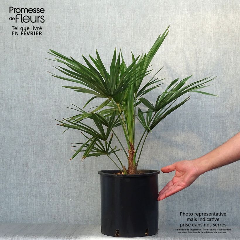 Esimerkki syksyllä toimitetusta Kuitupalmu - Trachycarpus fortunei 6 litran/7 litran ruukku-taimesta