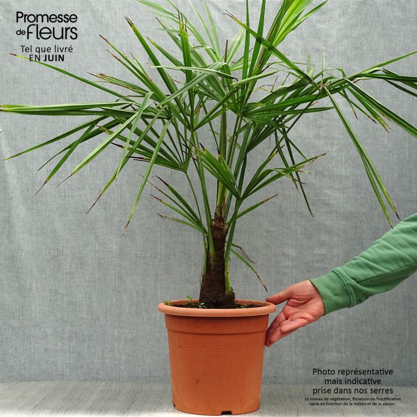 Esimerkki kesällä toimitetusta Kuitupalmu - Trachycarpus fortunei Ruukku 6L / 7L-taimesta