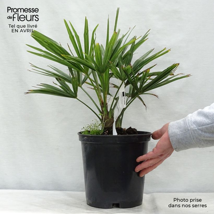 Example of Kuitupalmu - Trachycarpus fortunei Pot de 6L/7L as you get in printemps