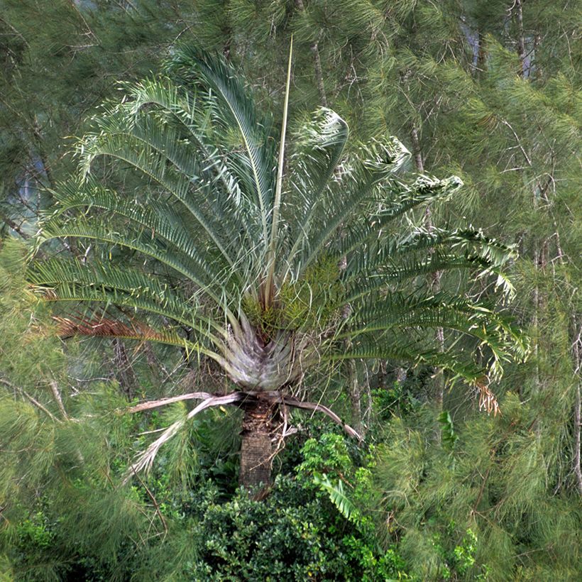 Kolmiopalmu - Dypsis decaryi (Kasvutapa)