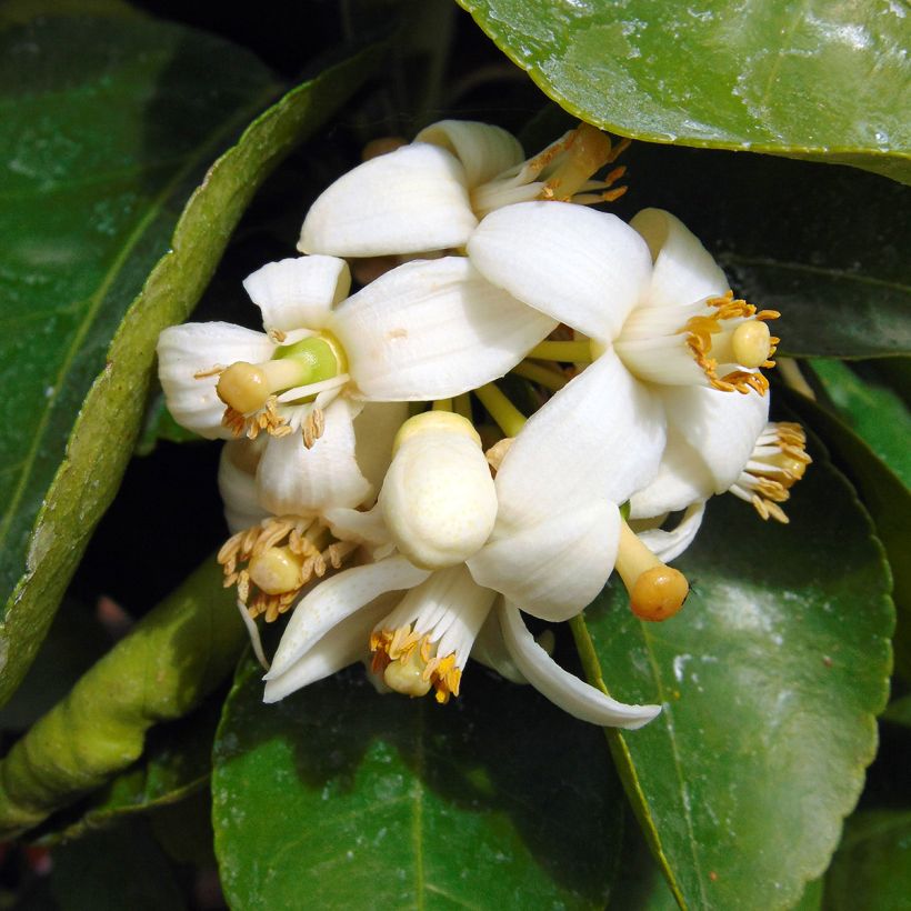 Greippi - Citrus x paradisi (Kukinta)