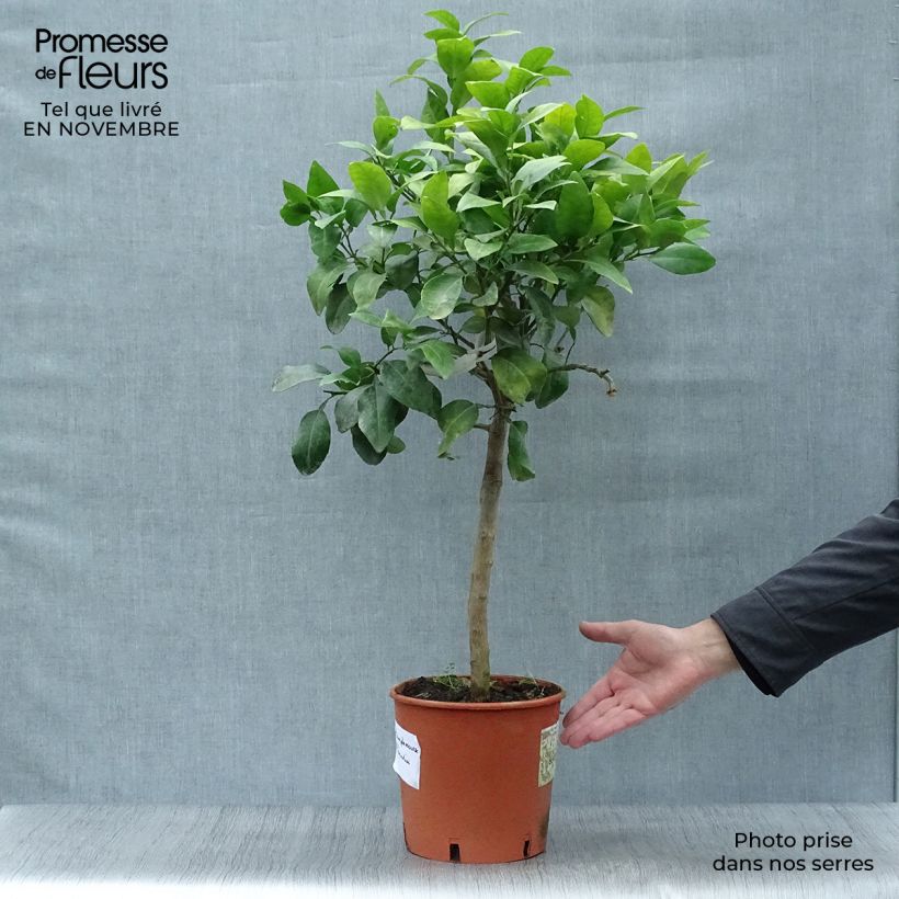 Esimerkki syksyllä toimitetusta Greippi - Citrus x paradisi 4 litran/5 litran ruukku, 1/4 runko-taimesta