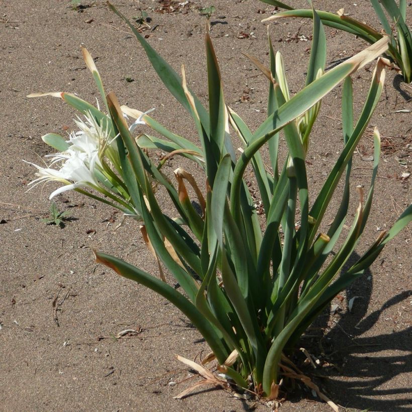 Hietamerinarsissi - Pancratium maritimum (Lehvistö)