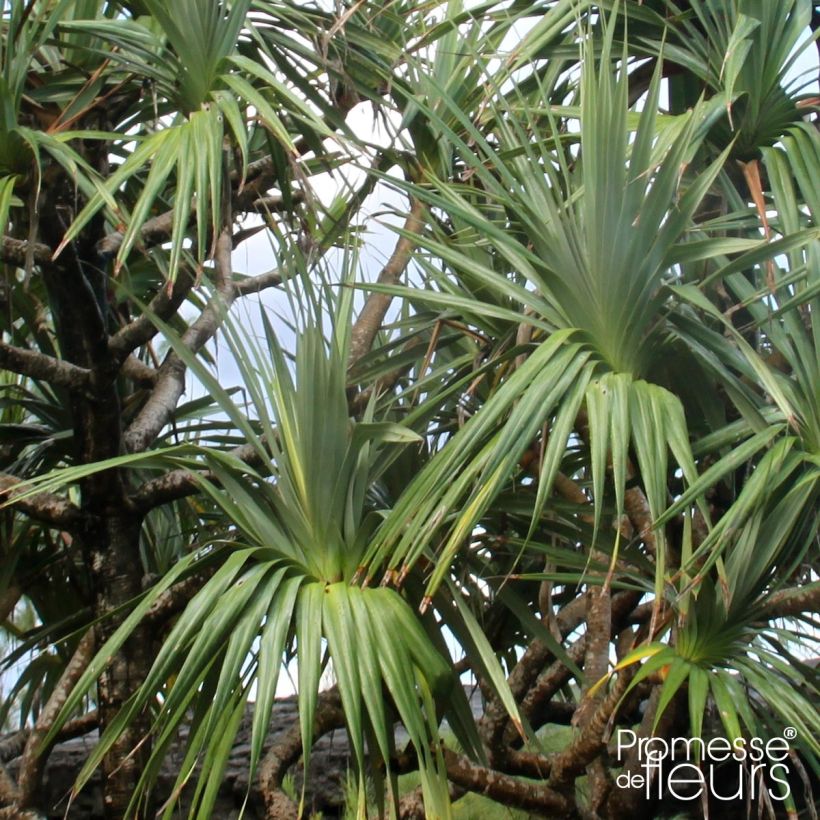 Pandanus utilis (Lehvistö)