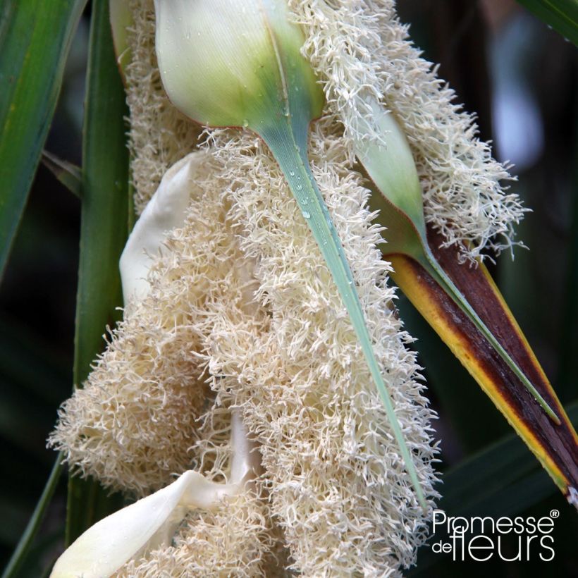 Pandanus utilis (Kukinta)