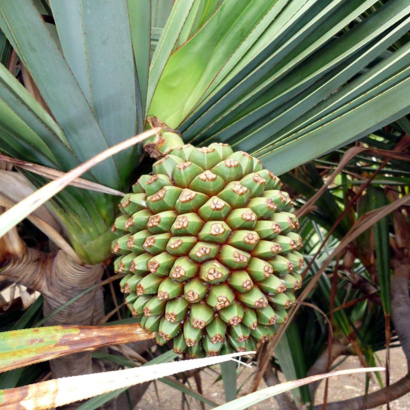 Pandanus utilis (Sadonkorjuu)