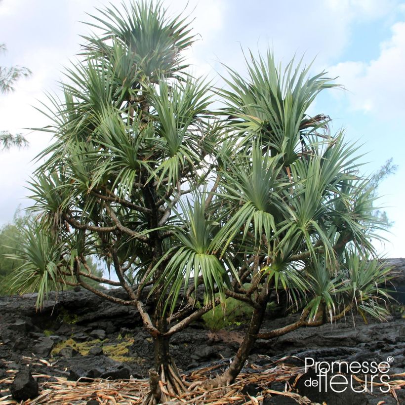Pandanus utilis (Kasvutapa)