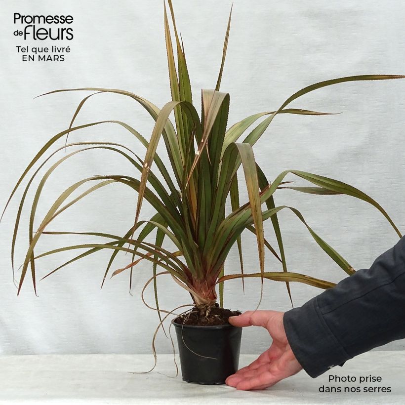 Esimerkki keväällä toimitetusta Pandanus utilis Pot de 12 cm / 13 cm-taimesta