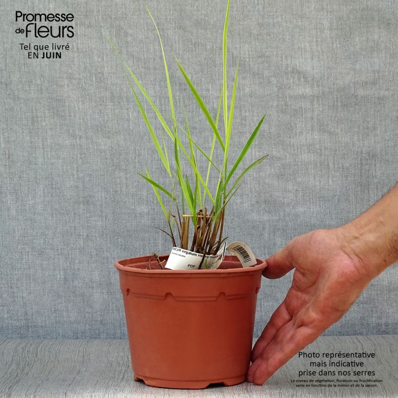 Esimerkki kesällä toimitetusta Lännenhirssi Heavy Metal Pot de 2L/3L-taimesta