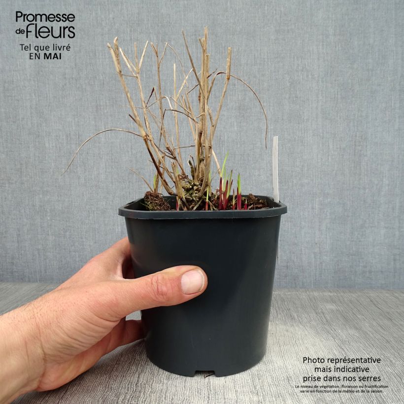 Esimerkki keväällä toimitetusta Lännenhirssi Heiliger Hain Pot de 2L/3L-taimesta