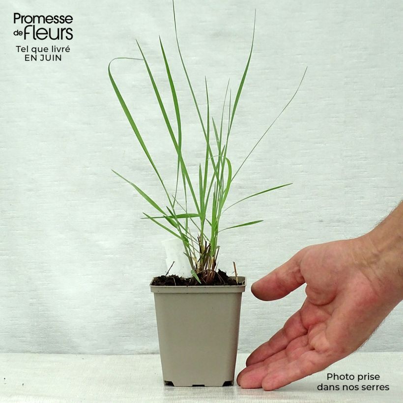 Esimerkki kesällä toimitetusta Lännenhirssi Prairie Sky Godet de 8/9 cm-taimesta