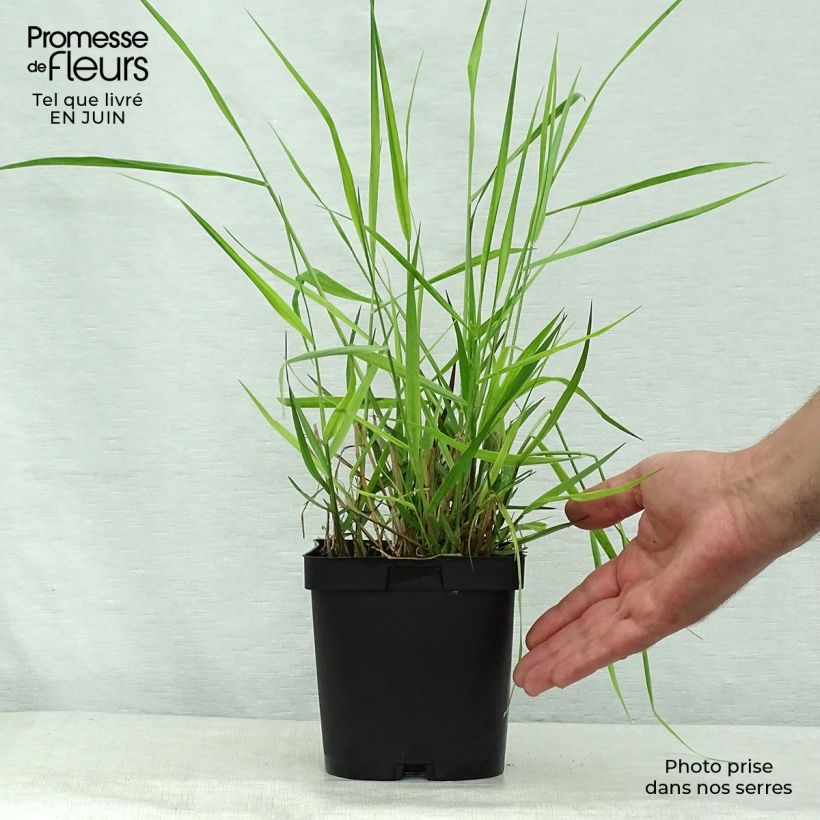 Esimerkki kesällä toimitetusta Lännenhirssi Warrior Pot de 2L/3L-taimesta