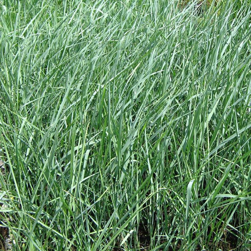 Hirssi - Panicum amarum (Lehvistö)