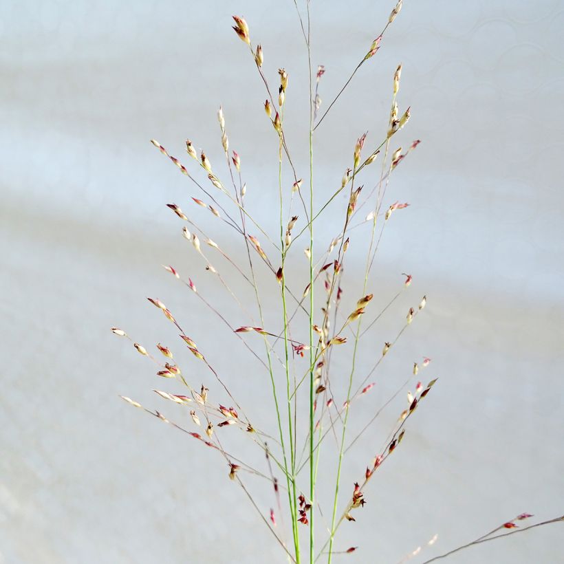 Hirssi - Panicum amarum (Kukinta)