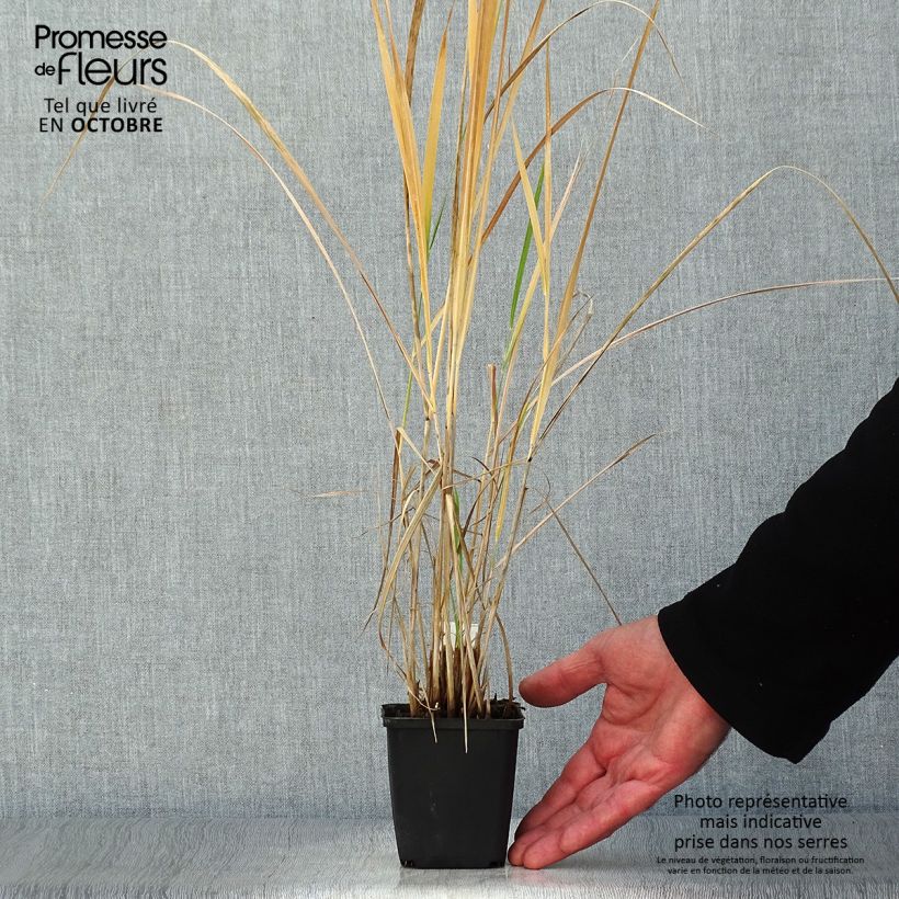 Esimerkki syksyllä toimitetusta Hirssi - Panicum amarum 8/9 cm taimiruukku-taimesta