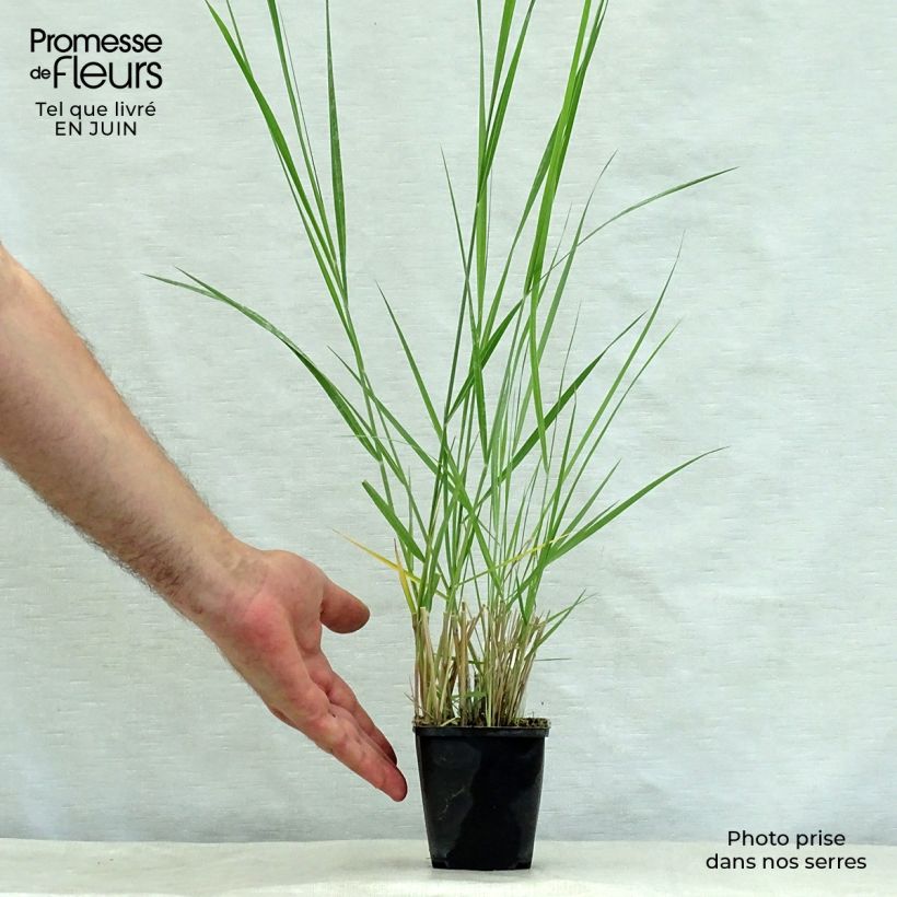 Esimerkki kesällä toimitetusta Hirssi - Panicum amarum Godet de 8/9 cm-taimesta
