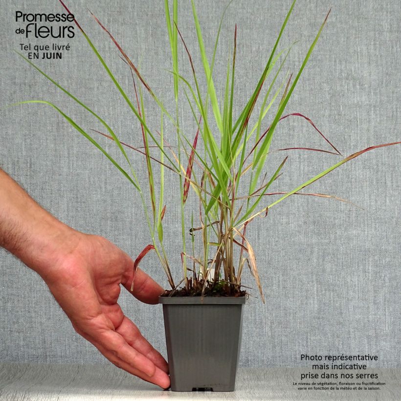 Esimerkki kesällä toimitetusta Lännenhirssi Purple Breeze Taimiruukku 8/9 cm-taimesta