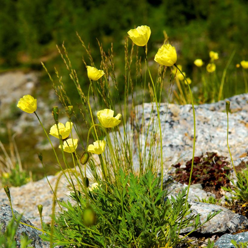 Alppiunikko - Papaver alpinum (Kasvutapa)