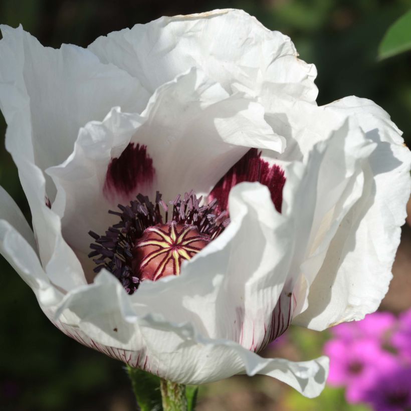 Idänuniko Perry's White (Kukinta)