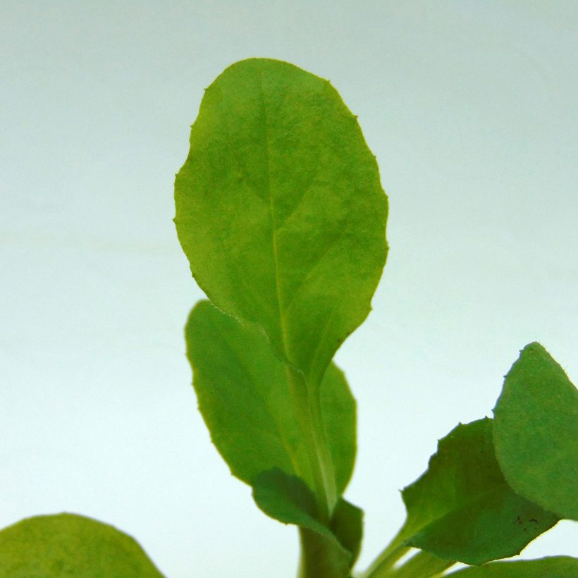 Kaunokainen Habanera (Lehvistö)