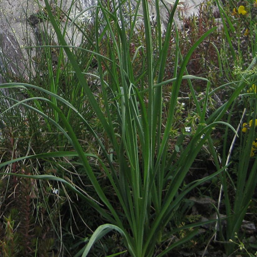 Paratiisililja - Paradisea liliastrum (Foliage)