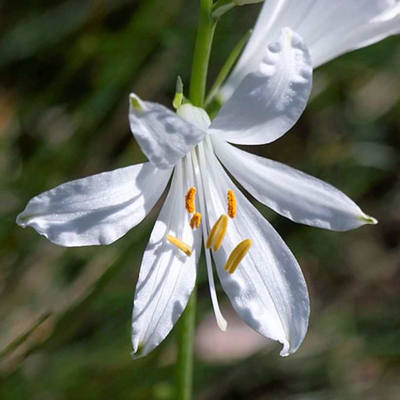 Paratiisililja - Paradisea liliastrum (Flowering)