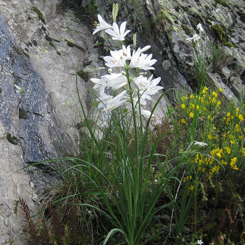 Paratiisililja - Paradisea liliastrum (Plant habit)