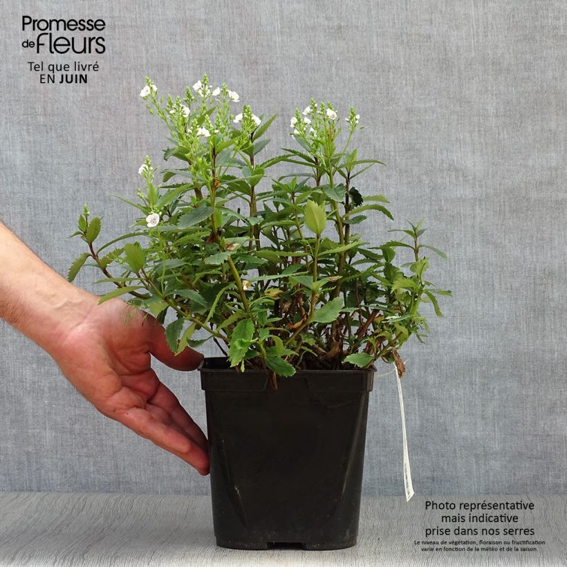 Esimerkki kesällä toimitetusta Parahebe catarractae Avalanche Pot de 2L/3L-taimesta