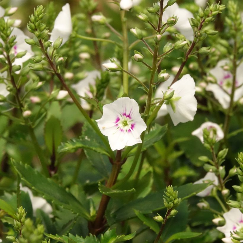 Parahebe catarractae Avalanche (Kukinta)