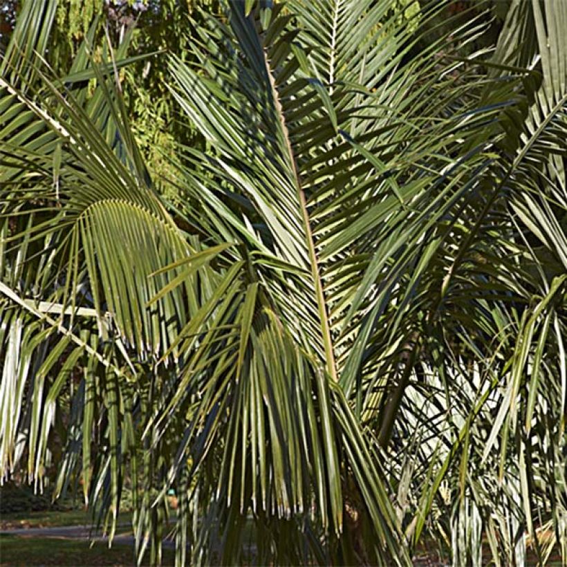 Parajubaea torallyi (Lehvistö)