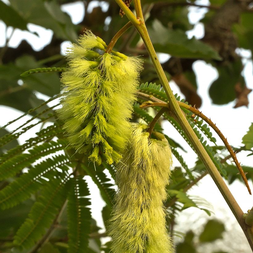 Keltasutio - Paraserianthes lophantha (Kukinta)