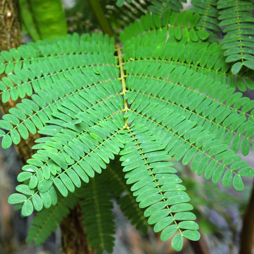 Keltasutio - Paraserianthes lophantha (Lehvistö)