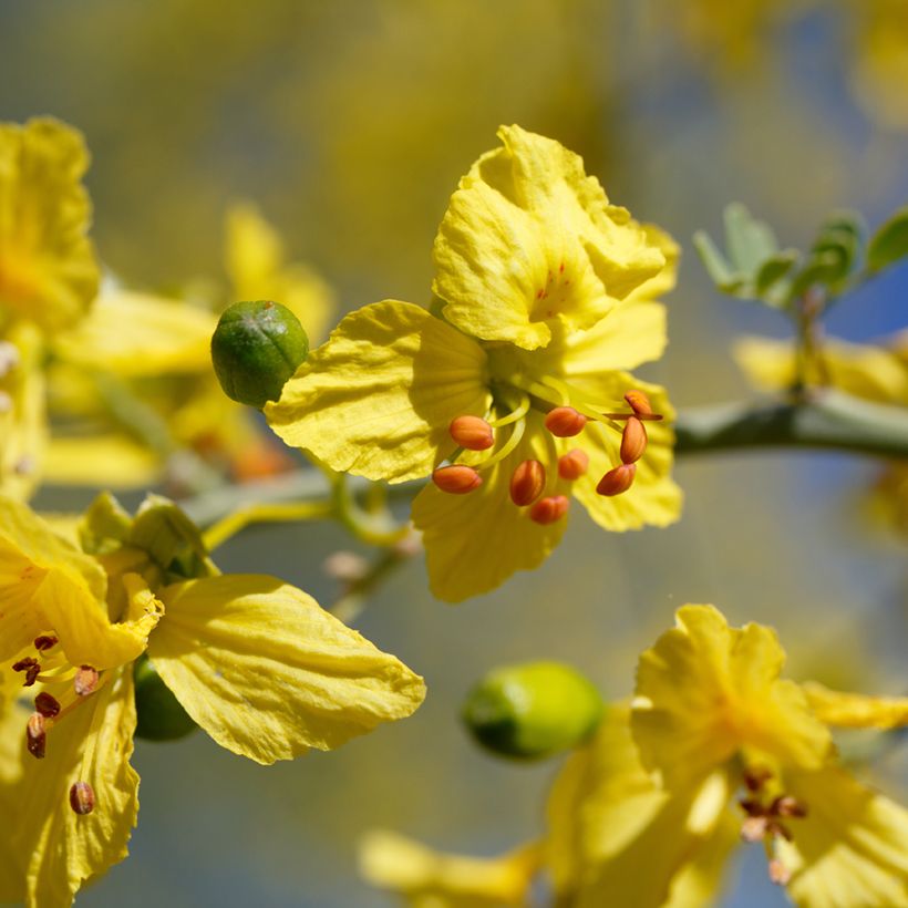 Cercidium floridum (Kukinta)