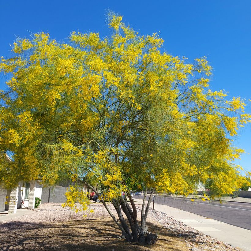 Cercidium floridum (Kasvutapa)