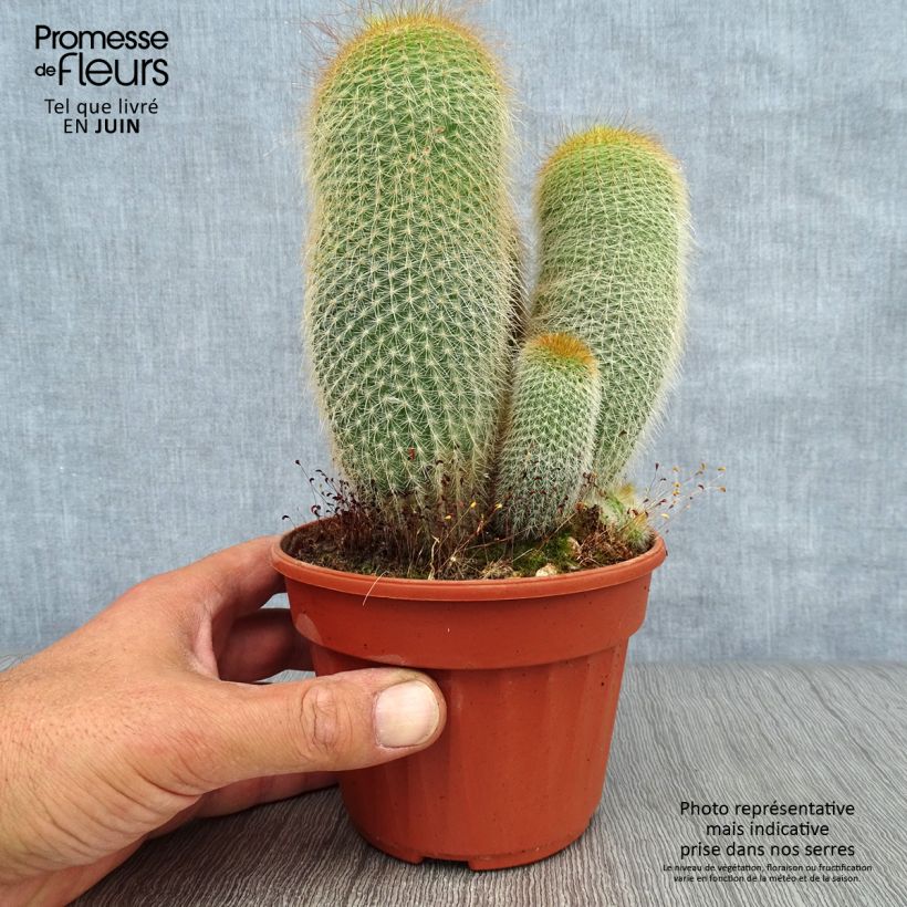 Esimerkki kesällä toimitetusta Parodia leninghausii Pot de 12 cm / 13 cm-taimesta